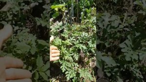 пермакультура на 4х сотках (продолжения )