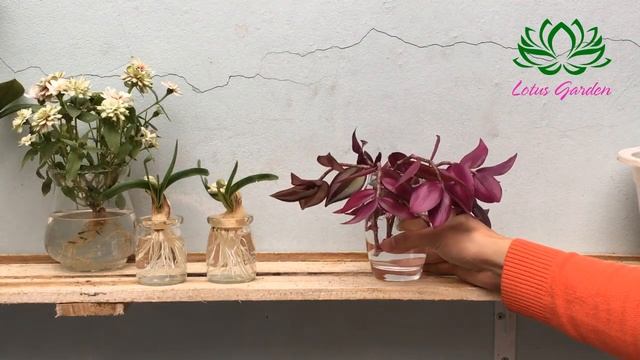 How to grow Tradescantia zebrina in water смотреть онлайн