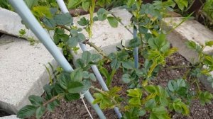 Пересаженная роза ПОЛЬКА- ТОЛЬКО ПОСЛЕ ВТОРОЙ? ЗИМЫ, пришла в себя- Красоткой стала 2.04.23