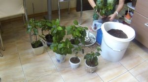 Комнатные цветы. Гибискусы. Большая пересадка.