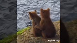 Медвежата?153