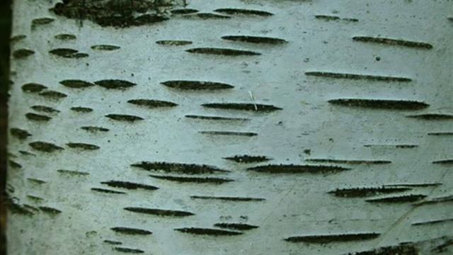 Жамиля Муратова - Ак Кайың смотреть онлайн