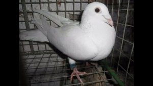 Cпортивные голуби белые 2020.