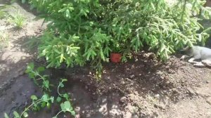Высадка рассады цветов в грунт. Астры, лобелия, агератум.
