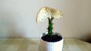 Эуфорбия лактея кристата