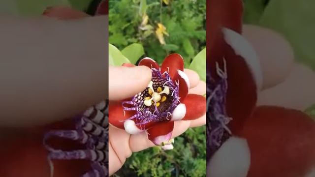 Passiflora alata flor смотреть онлайн