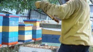 Итальянская порода пчел на подсолнухе