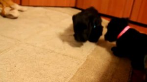 Шотландский (скотч) терьер щенки 6 недель