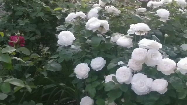 Английская роза Tea Clipper смотреть онлайн