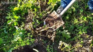 Урожай картофеля 2020г. Сорт Адретта. Сорт Удача. Сорт Латона.