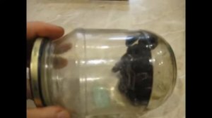 Проращиваю косточки азимины трилобы