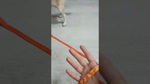 Приучаем собаку к поводку, одеваем шлейку.