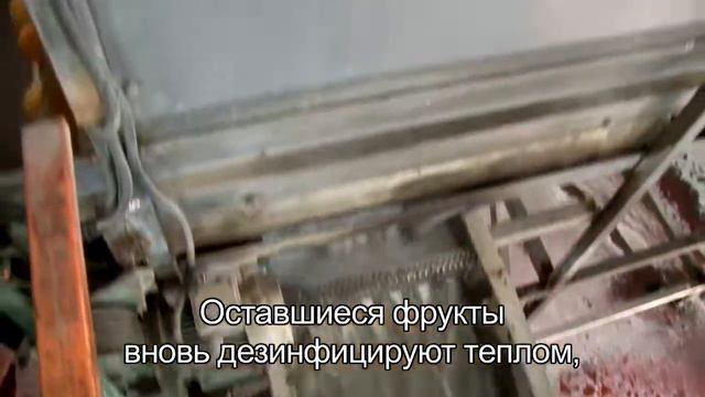 Alfasi Fruits Russian - פירות אלפסי רוסית смотреть онлайн