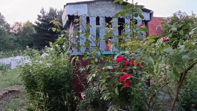 Макушка лета...Дача, вечер, тишина. Сижу на лавочке у крыльца. смотреть онлайн