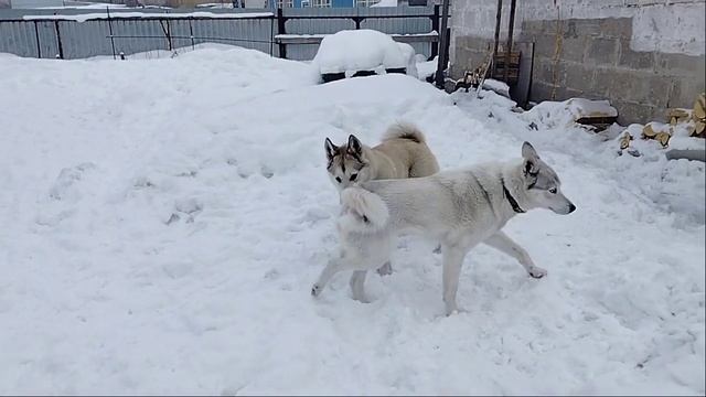 ЧАКУ НЕВЕСТА ПРИЕХАЛА смотреть онлайн