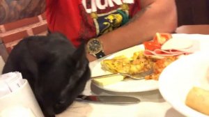 завтрак с котами в Кемере отель Limak