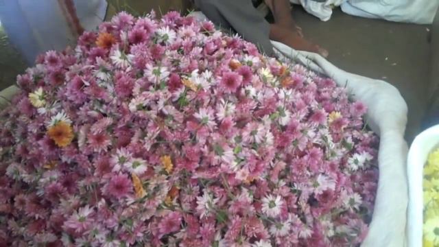 சேலம் பூ மார்க்கெட் பார்க்கலாமா? 💐வாசமான வீடியோ | Salem Flower Market Vlog In Tamil | Gowri Samayal смотреть онлайн