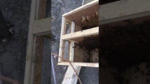 Пересадка пчелопакетов из двойных  ящиков .