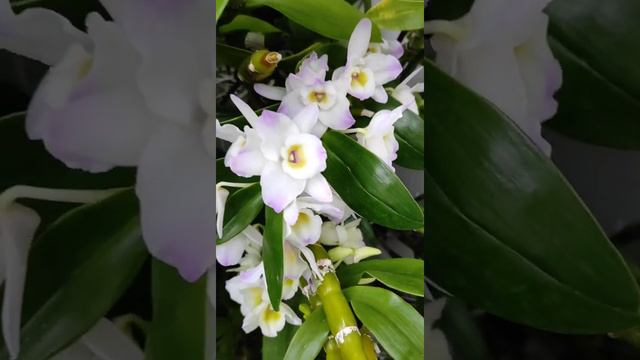Каттлеи цветут и в бутонах. Январь 2022 #cattleya #каттлея #orchid #cattleyaorchid #цветениекаттлеи смотреть онлайн