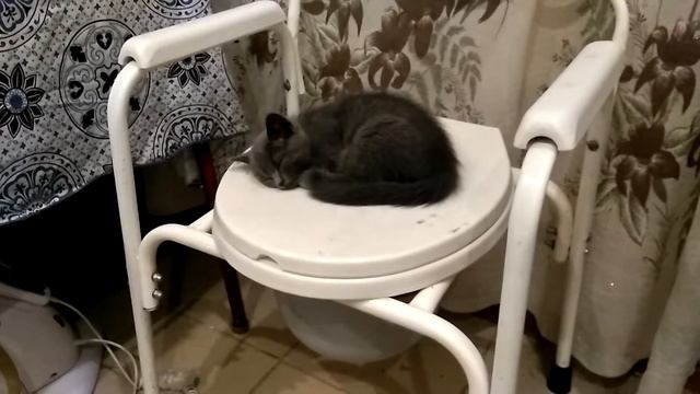 Не по дням умный котенок. Котенок на унитазе. смотреть онлайн