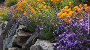 ❀ Растения, которые  нужно обрезать после цветения