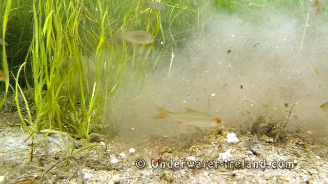 Fishing: pike strikes / attacks underwater. Рыбалка: атака щуки под водой. смотреть онлайн