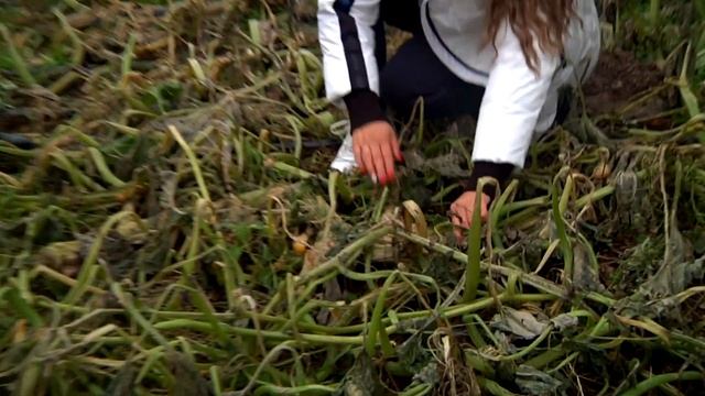 Тверичане вырастили тыкву весом под полтонны смотреть онлайн