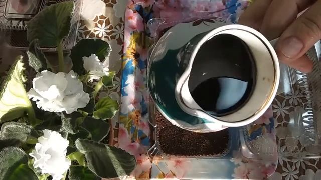 БАКЛАЖАНЫ! ПОСЕВ.БЫСТРО И ПРОСТО! смотреть онлайн