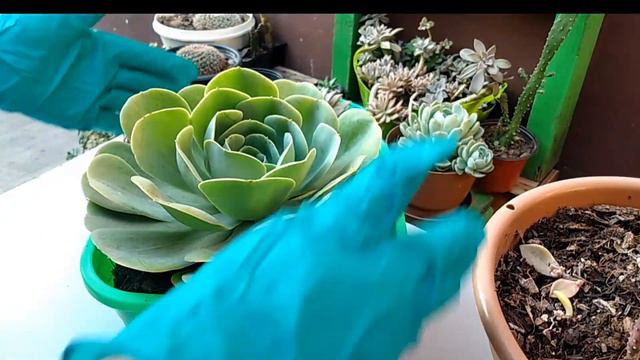 Echeveria Conchita (Rosa de alabastro) La corté 🙅🚫 смотреть онлайн