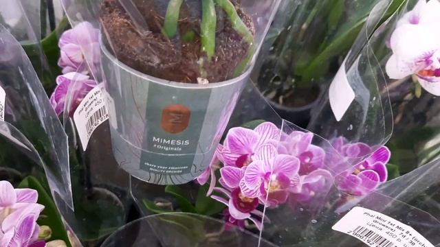 ОРХИДЕИ В "РОСТКЕ" смотреть онлайн