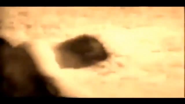 Масутацу Ояма vs Бык