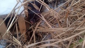 охота на норку