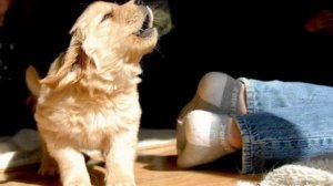 Щенок пищит и скулит. Щенок скулит. Звук щенка. Как скулит щенок. Щенок визжит. Animals sound.