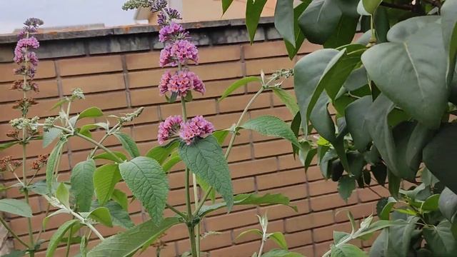 Будлея давида Flower power смотреть онлайн