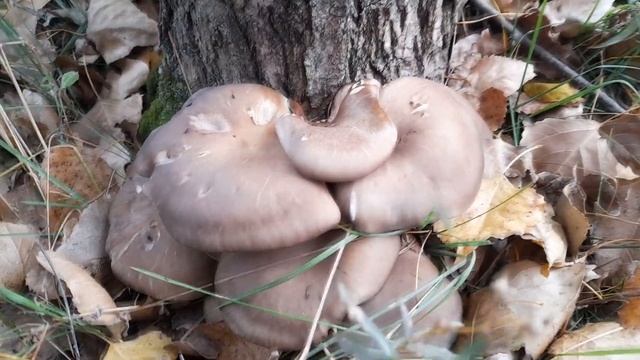 Второй сбор грибов вешенок в конце октября 2021 года смотреть онлайн