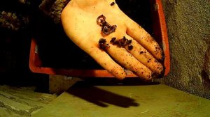 Червь Дендробена .От кокона до расселения малька в одном видео . Червь для рыбалки .