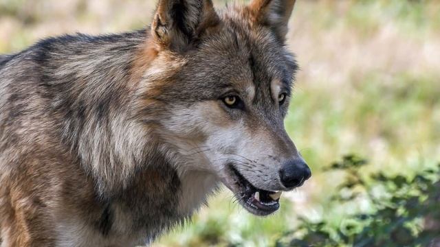 The Folklore of the Hedgehog. Magical Hedgehog Folklore From Around the World. смотреть онлайн