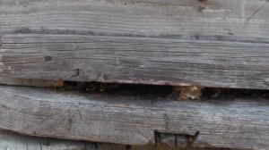 Как я отбирал дикий мед у диких пчел!  Трэш!