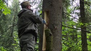 #Борть #DIY #Шульган-Таш. Изготовление борти для пчел сотрудниками из заповедника Шульган-Таш  2(2)