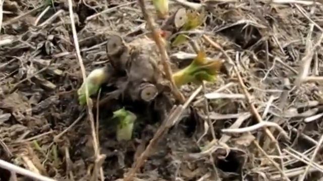 Черная смородина, посадка без полива 1-я часть. смотреть онлайн