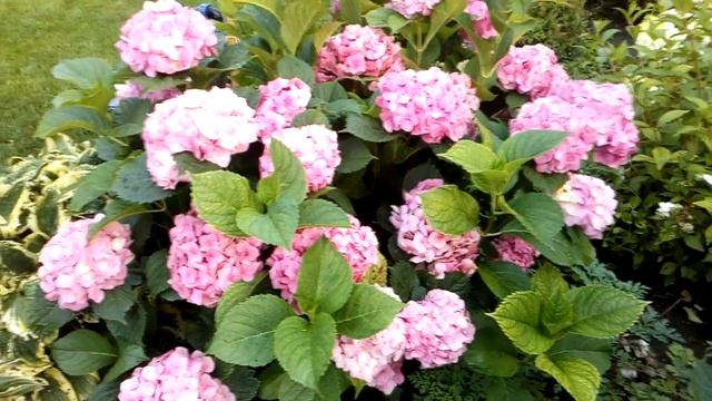 Гортензия крупнолистная Сон Эммы. Невероятный размер соцветий.