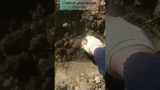 Хороший совет для дачников как лучше сажать картофель под лопату в шахматном порядке смотреть онлайн