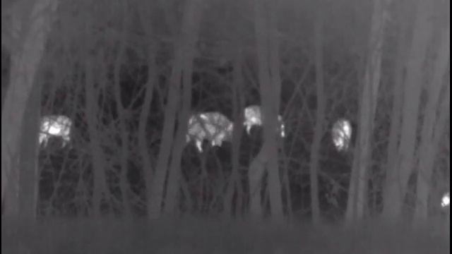 Pulsar helion xq 38 F hőkamera felvétel bugás Z-shops.eu vadász webshop смотреть онлайн