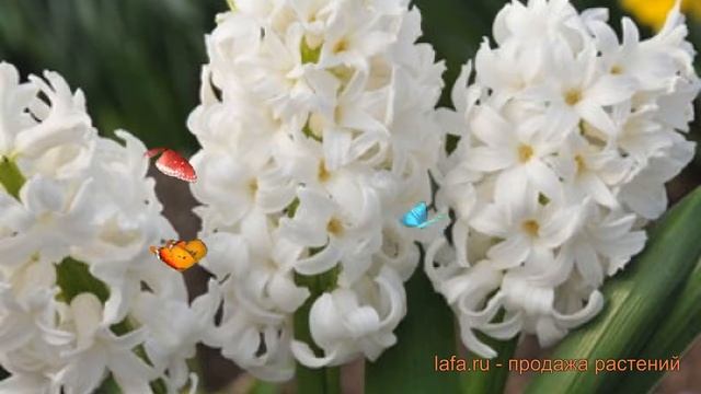 Гиацинт садовый Антарктика (giatsint-sadovyy) ? обзор: как сажать, луковицы гиацинты Антарктика смотреть онлайн