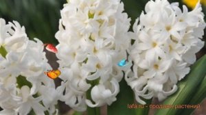 Гиацинт садовый Антарктика (giatsint-sadovyy) ? обзор: как сажать, луковицы гиацинты Антарктика