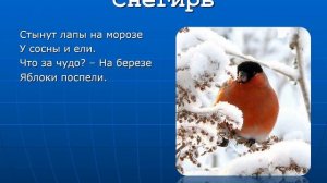ЗИМУЮЩИЕ ПТИЦЫ СИБИРИ!(презентация для детей). Wintering birds of Siberia.