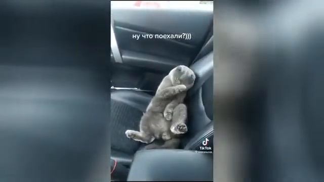 Кот в машине смотреть онлайн