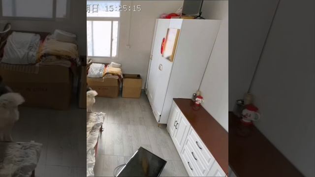 #ДомашниеПитомцы