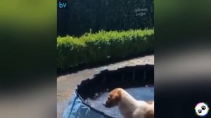 Забавные питомцы #66