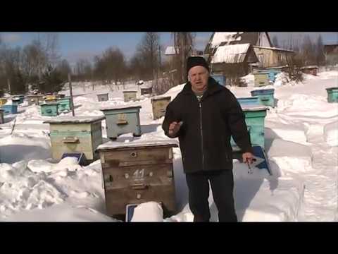 Слушать про пчеловода. Пчёлы в волосах. Ты пчела я пчеловод. Слушать про пчеловода. Человек весь в пчелах.